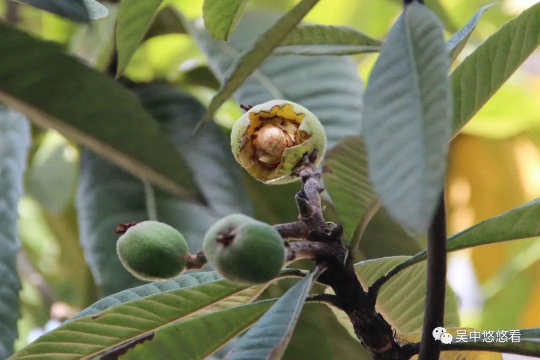 白玉枇杷种子能种出来吗_白玉枇杷树种植技术_白玉枇杷栽培技术