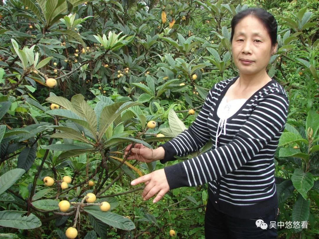 白玉枇杷树种植技术_白玉枇杷栽培技术_白玉枇杷种子能种出来吗