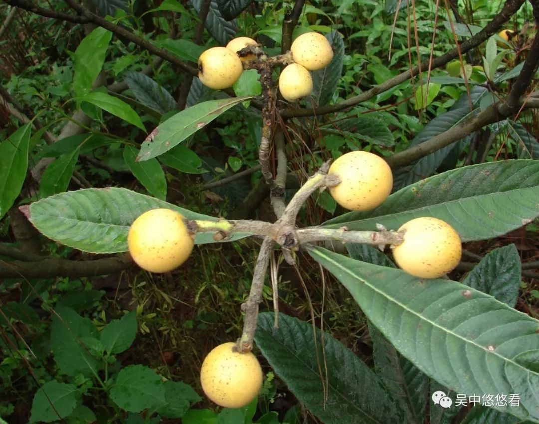 白玉枇杷种子能种出来吗_白玉枇杷栽培技术_白玉枇杷树种植技术