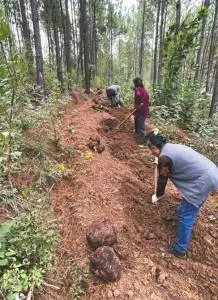 茯苓基地托起乡亲们的“致富梦”