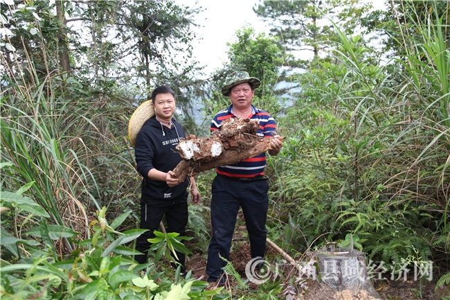 宁明县：松树根上种茯苓 “点木成金”助脱贫