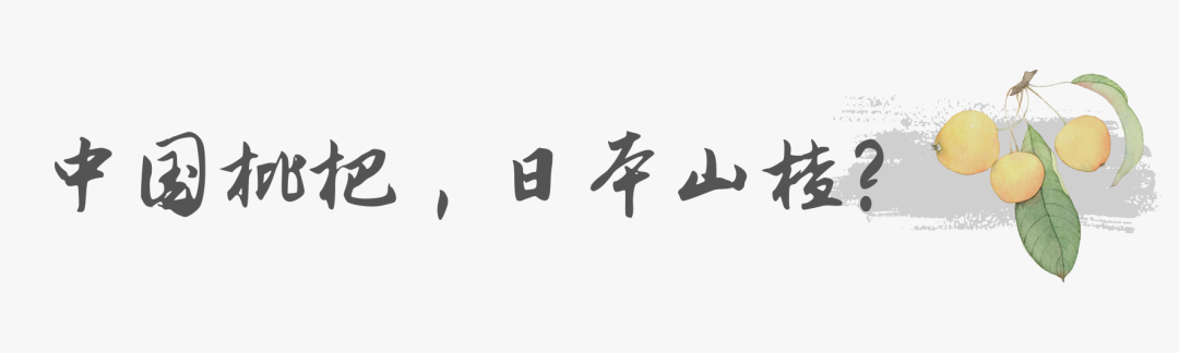 白玉枇杷树种植技术_白玉种植树枇杷技术视频_白玉枇杷种子能种出来吗