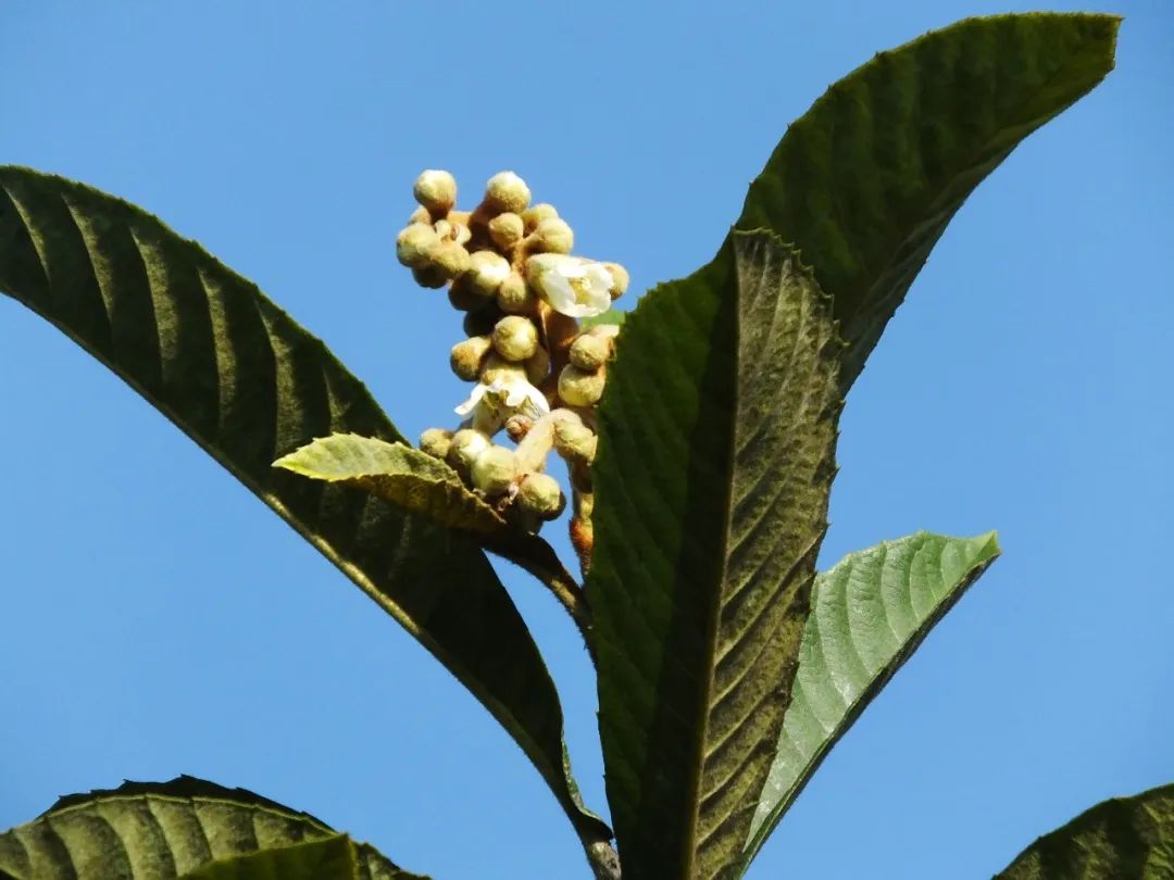 白玉枇杷树种植技术_白玉枇杷种子能种出来吗_白玉种植树枇杷技术视频