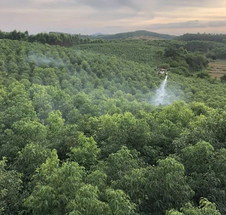 【乡村振兴】双旺镇：万亩香樟种植示范基地进入收割期  香樟产品已上市