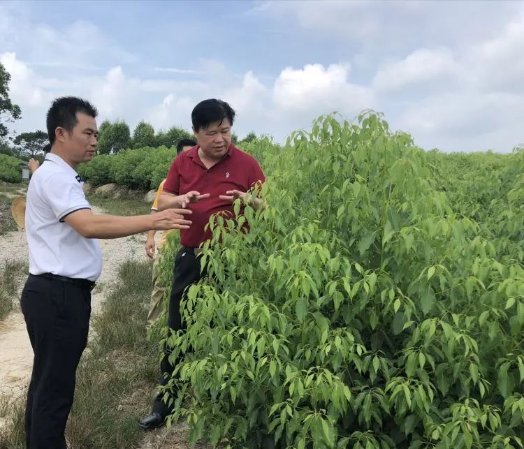 种植樟树致富吗_种植樟树的好处_樟树种植条件