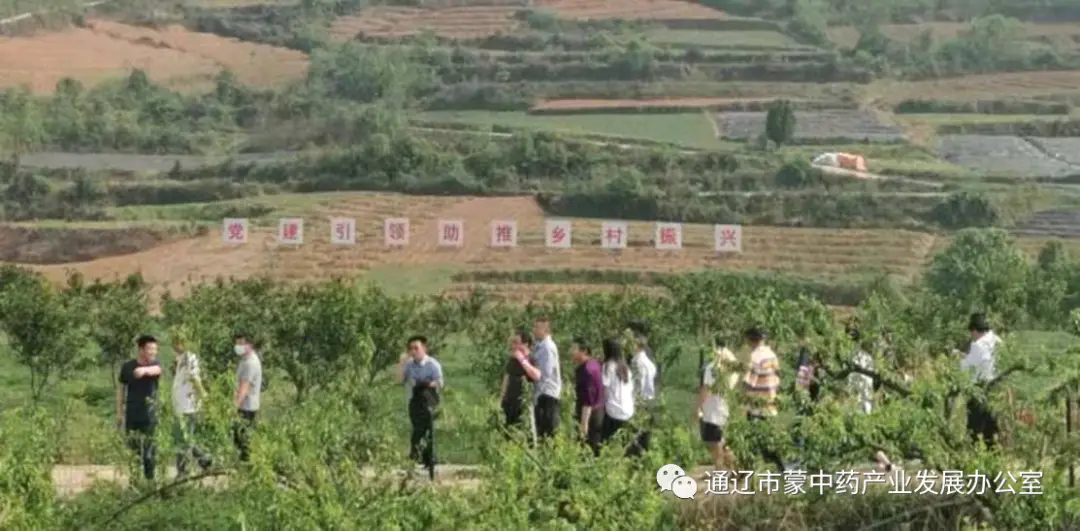 中药种植致富班_致富药材种植_种植中药材赚钱吗