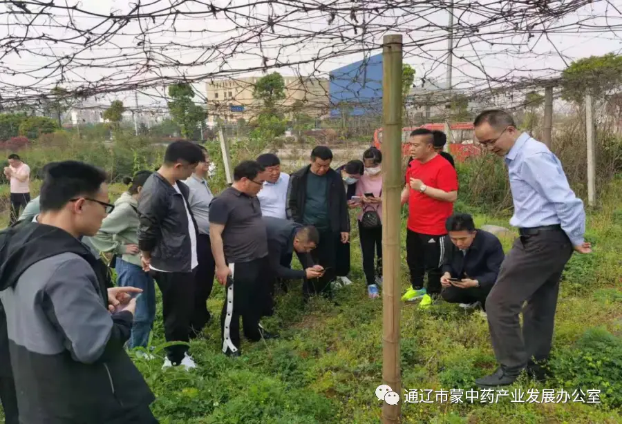 中药种植致富班_种植中药材赚钱吗_致富药材种植