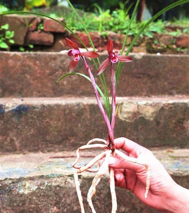 春兰花养殖技术_兰花春季管理方法_兰花春季养殖