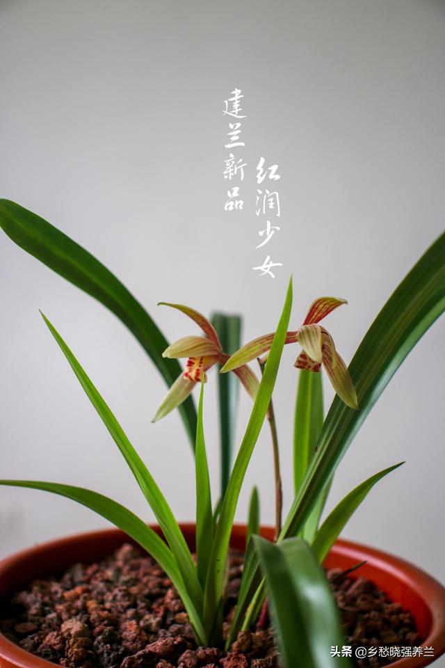 兰花春季养殖_春兰花养殖技术_兰花春季管理方法