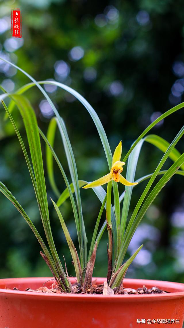 春兰花养殖技术_兰花春季管理方法_兰花春季养殖