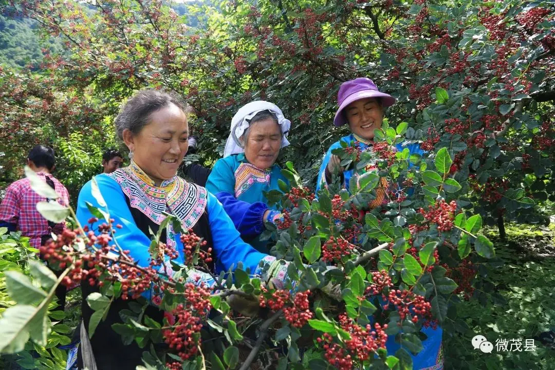 种植花椒树致富_致富花椒种植树苗图片_种植花椒树赚钱吗