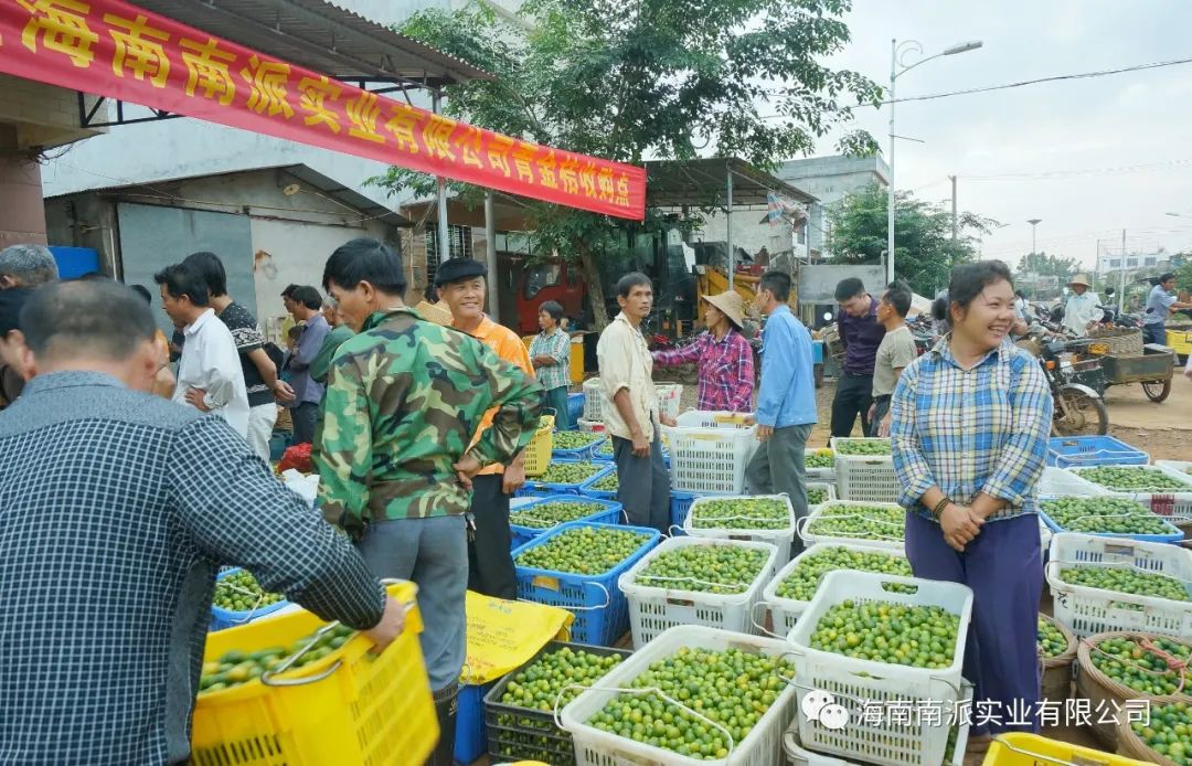 青金桔种植技术_种植青金桔技术视频_种植青金桔技术要求