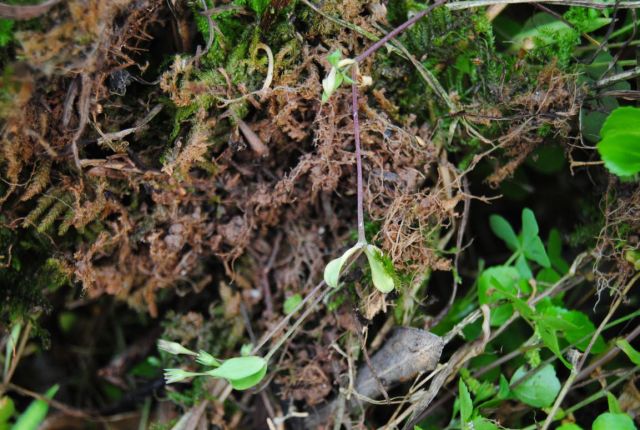 种植青金桔技术要点_青金桔种子怎么种_青金桔种植技术