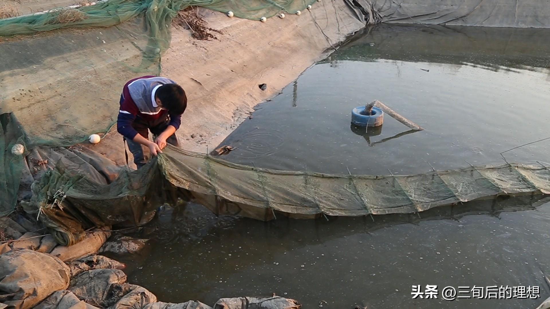 水泥池泥鳅养殖之道，做好水质管理，助力丰收和品质提升！