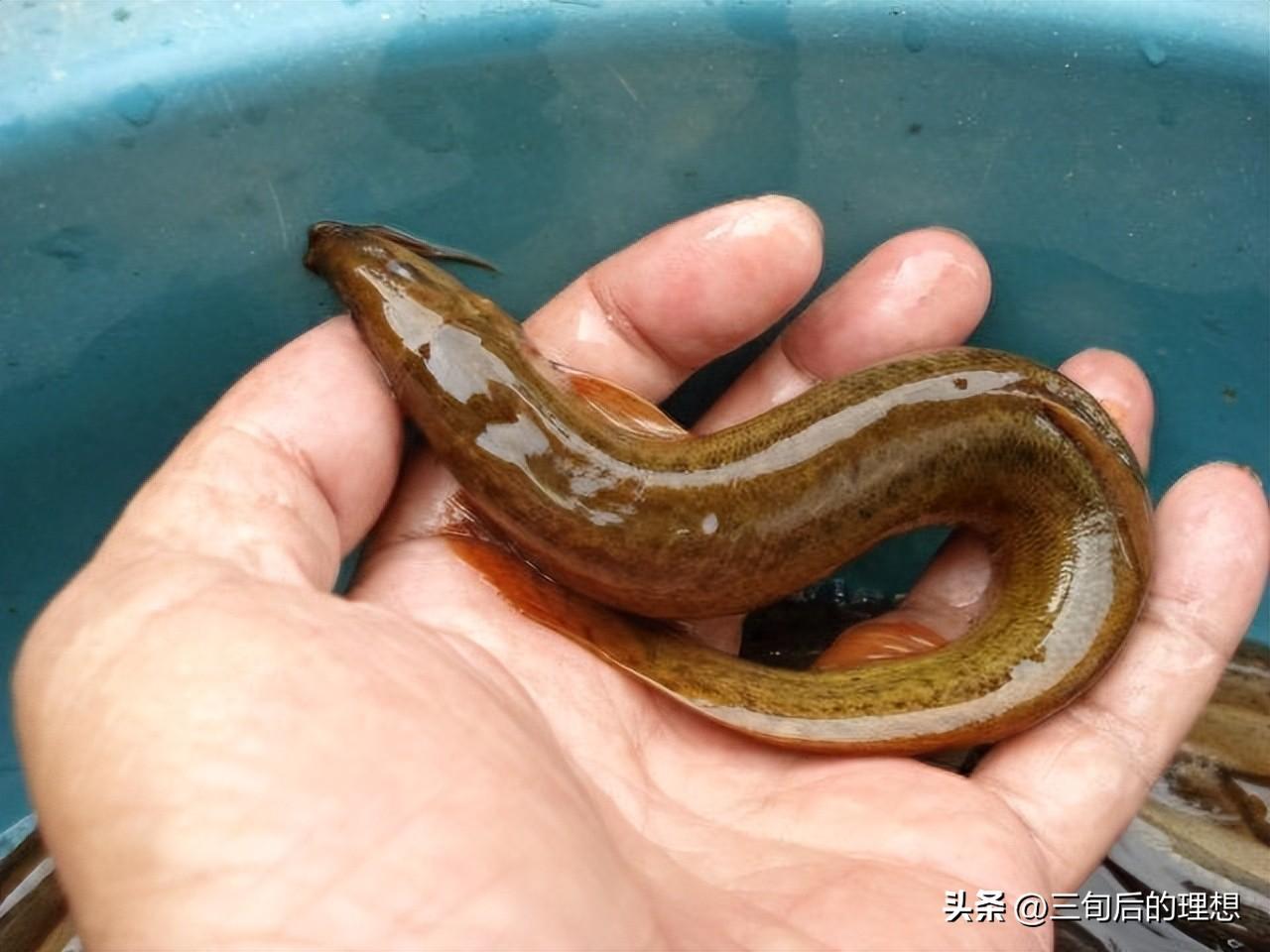 水泥养殖池泥鳅技术要求_水泥养殖池泥鳅技术要点_水泥池泥鳅的养殖技术