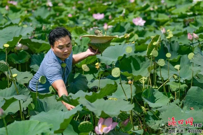 莲蓬池里适合养什么鱼_池塘种植莲蓬致富_致富种植莲蓬池塘好吗