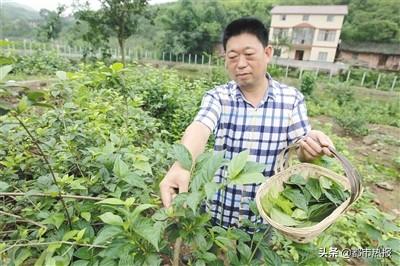 致富经神仙豆腐_致富经神仙豆腐重庆_重庆特产神仙豆腐