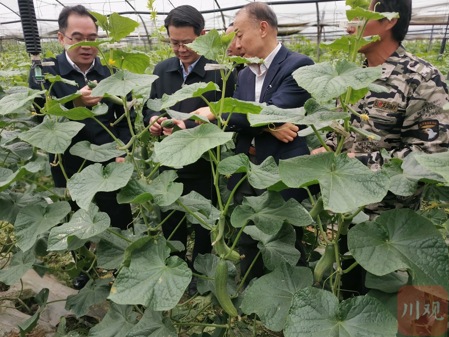 种姜冬天怎么保存_冬季生姜种植技术_冬季鲜姜怎么种植技术