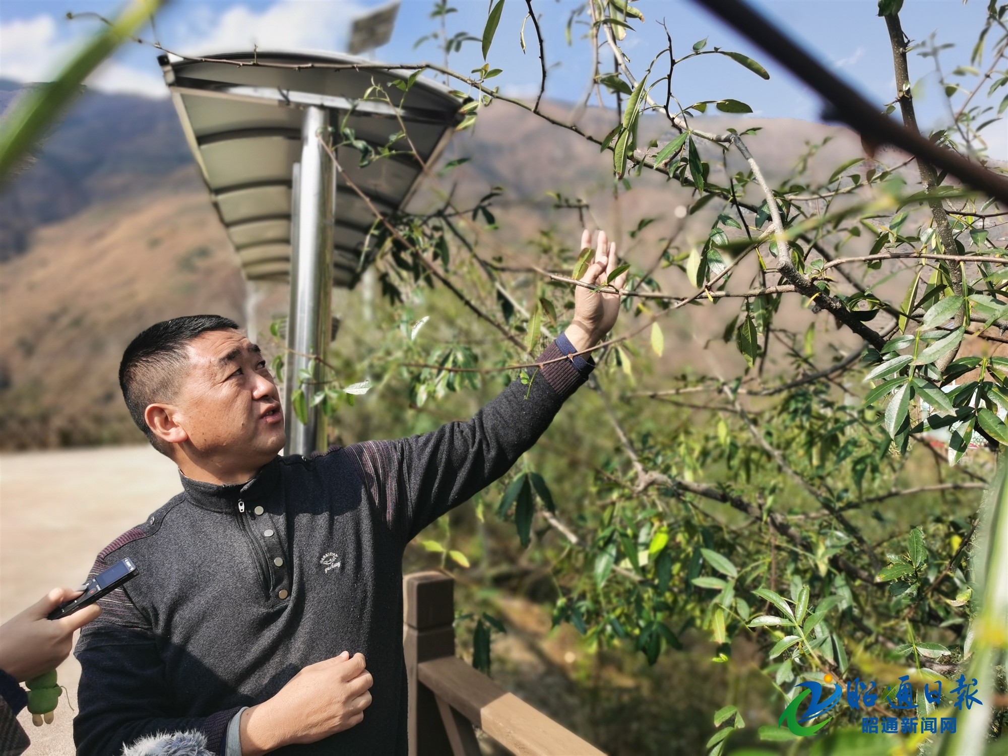 种植花椒树致富_致富花椒种植树图片_种植花椒树收益怎么样