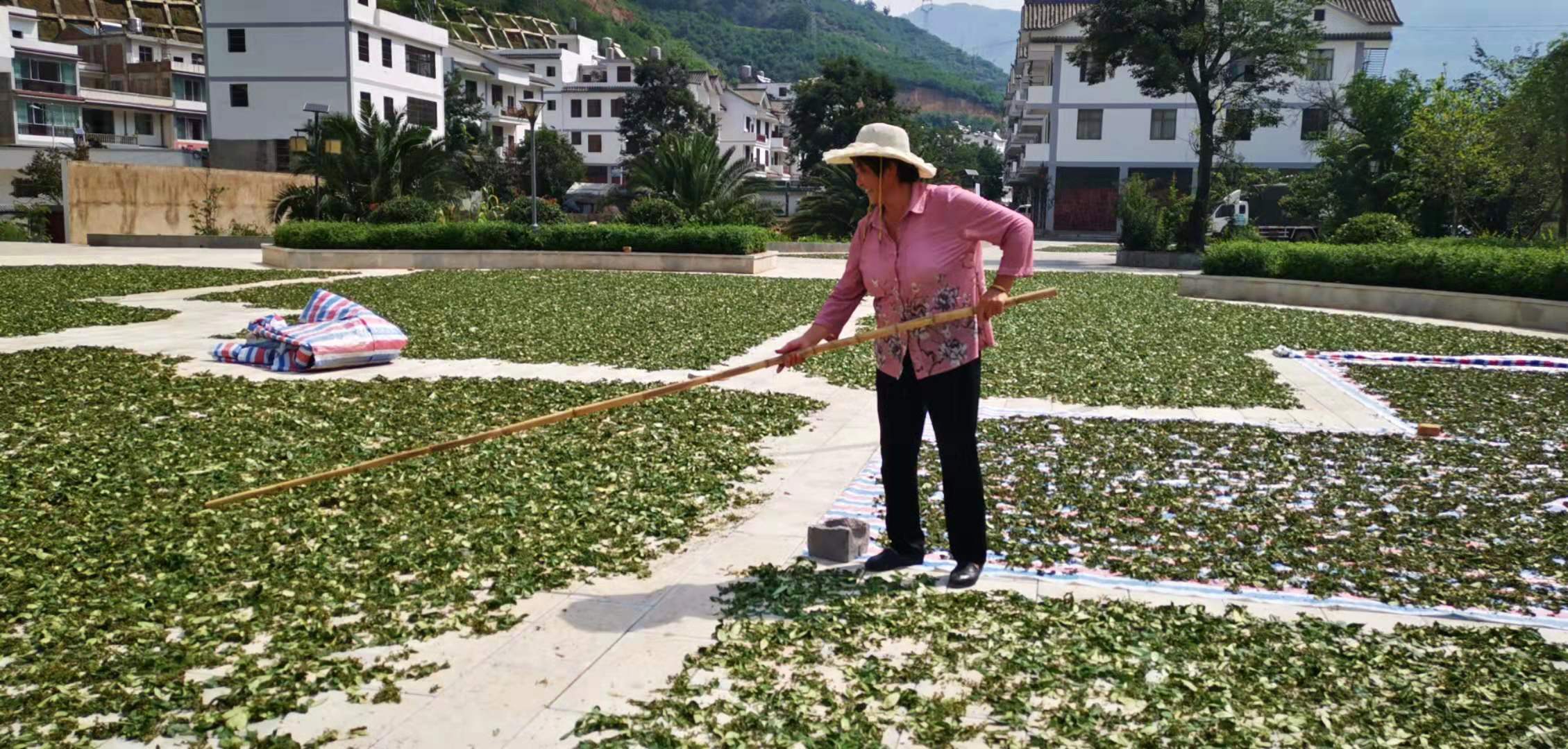 种植花椒树致富_种植花椒树收益怎么样_致富花椒种植树图片