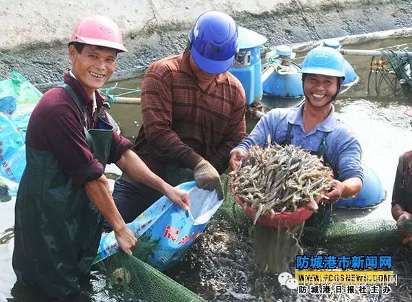 跑海鸭养殖技术_在海边养殖海鸭视频_海水养鸭