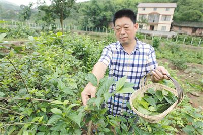 用树叶幻化出的山野美食 失传20年的“神仙豆腐”