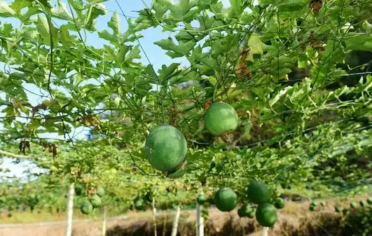 吊瓜种植技术病害防治_如何种植吊瓜_防治种植病害技术吊瓜的措施