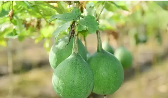 如何种植吊瓜_吊瓜种植技术病害防治_防治种植病害技术吊瓜的措施