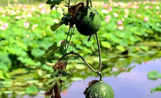 防治种植病害技术吊瓜的措施_吊瓜种植技术病害防治_如何种植吊瓜