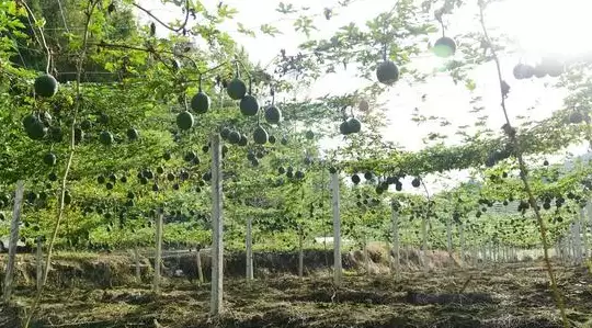 吊瓜种植技术病害防治_防治种植病害技术吊瓜的措施_如何种植吊瓜