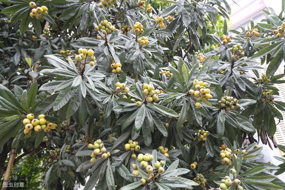 种植枇杷教学技术视频_枇杷种植技术教学_种植枇杷教学技术有哪些