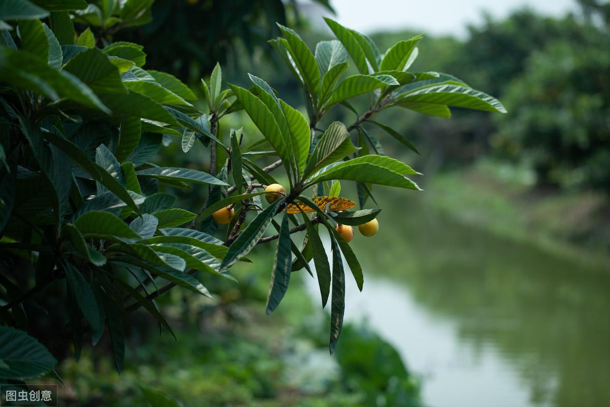 种植枇杷教学技术有哪些_枇杷种植技术教学_种植枇杷教学技术视频