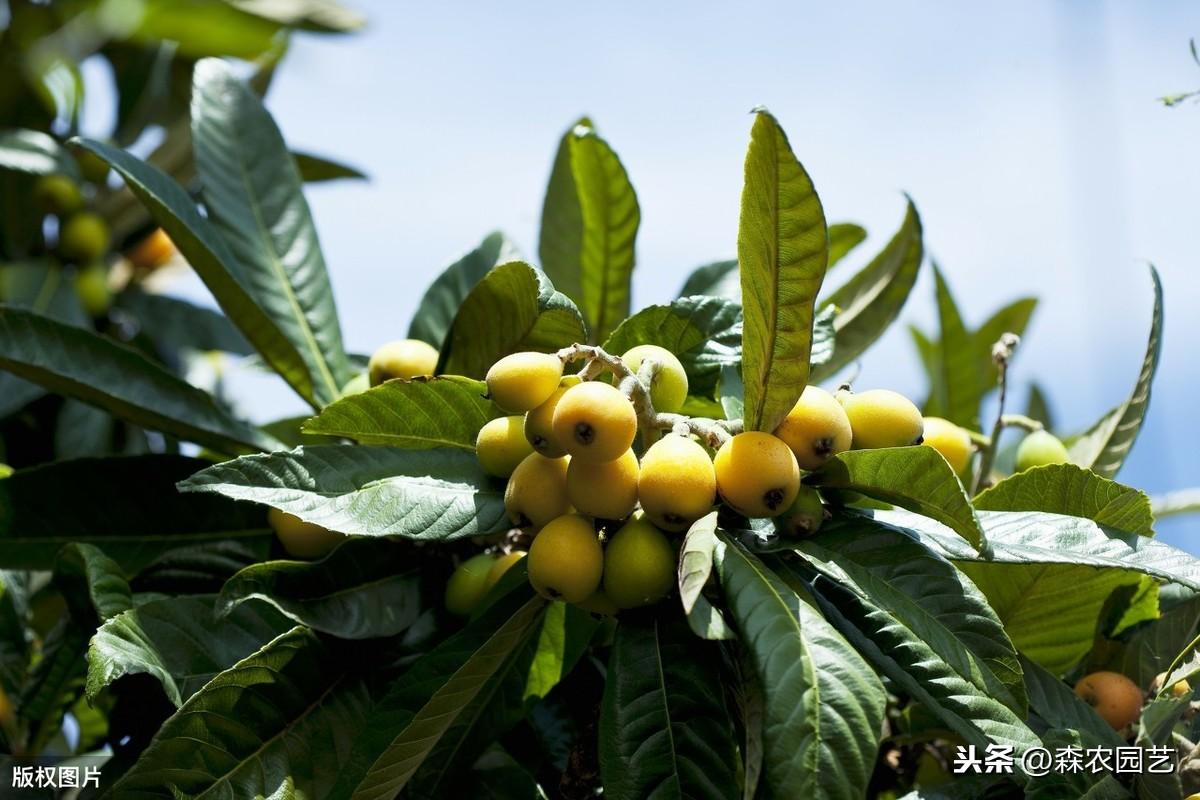 枇杷种植技术教学_种植枇杷教学技术有哪些_种植枇杷树的方法