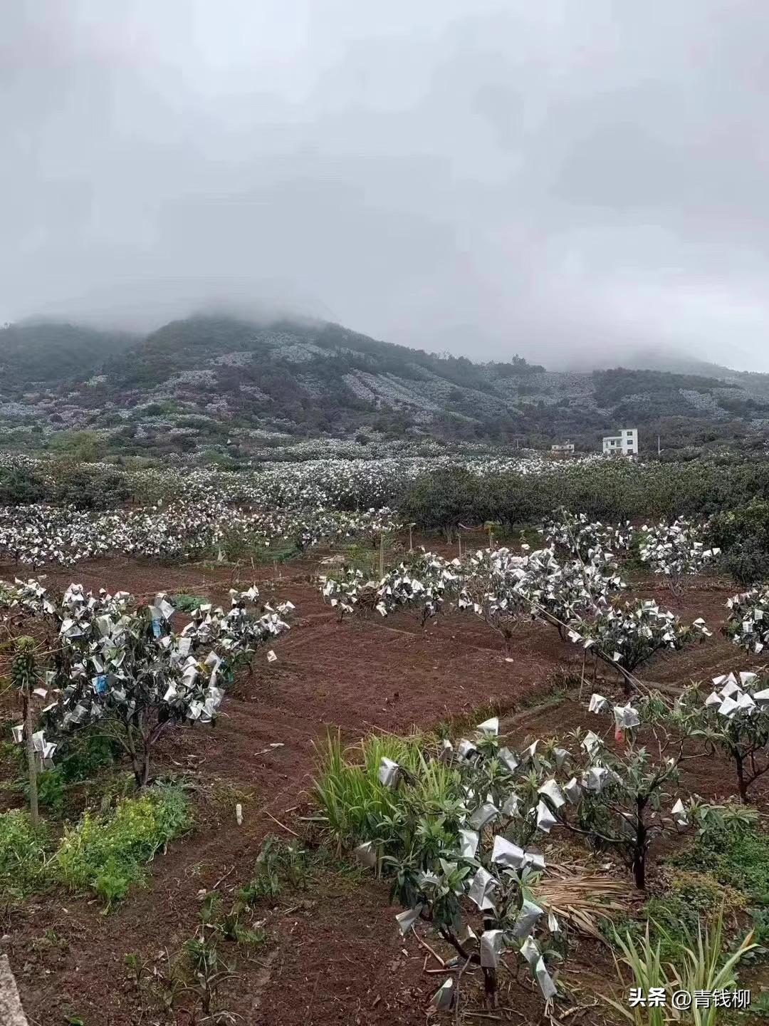 种植枇杷教学技术有哪些_种植枇杷树的方法_枇杷种植技术教学