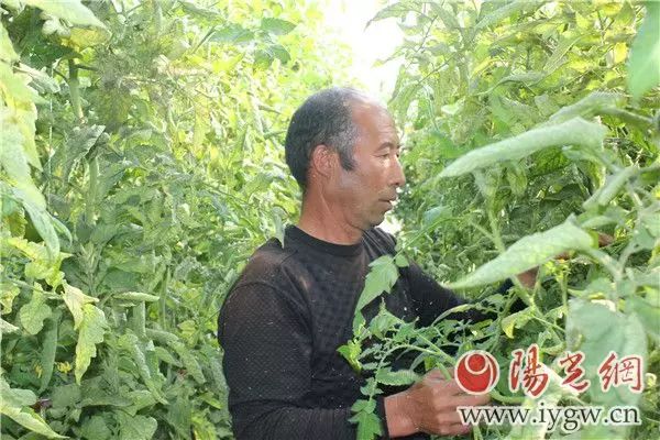 种植蔬菜能发家致富吗知乎_致富经蔬菜种植_种蔬菜致富经