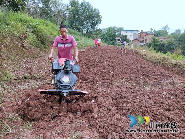 泸县太伏镇大力发展荷兰豆种植助力脱贫攻坚(图3)