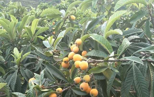 种植枇杷技术与管理_种植枇杷教学技术视频_枇杷种植技术教学