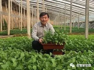 种植蔬菜能发家致富吗知乎_致富经种蔬菜种出千万财富_种蔬菜致富经