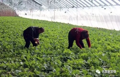 致富经种蔬菜种出千万财富_种蔬菜致富经_种植蔬菜能发家致富吗知乎