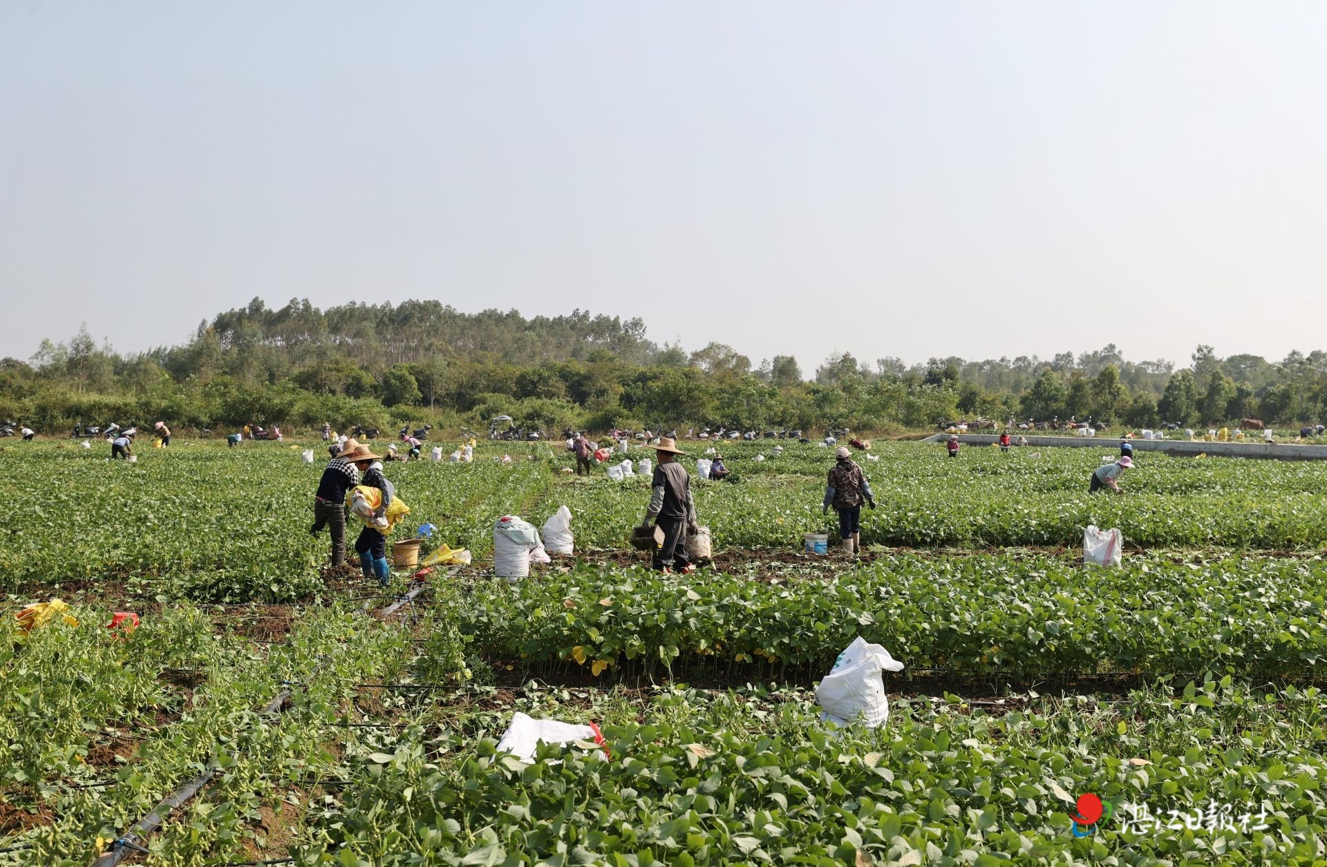 600亩毛豆喜获丰收 村民增收致富采摘忙