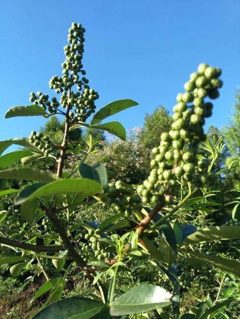 种植根达菜籽技术视频_根达菜籽种植技术_种植根达菜籽技术视频教程