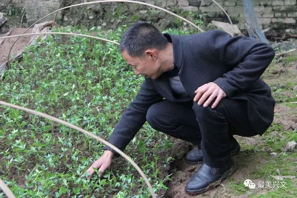 种植根达菜籽技术视频教程_根达菜籽种植技术_种植根达菜籽技术视频