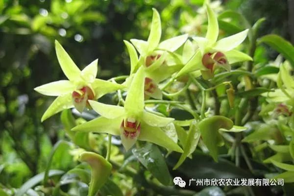 石斛栽培技术视频播放_视频种植石斛技术视频教程_石斛种植技术视频