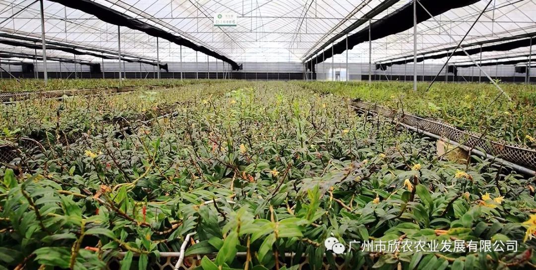 石斛栽培技术视频播放_石斛种植技术视频_视频种植石斛技术视频教程