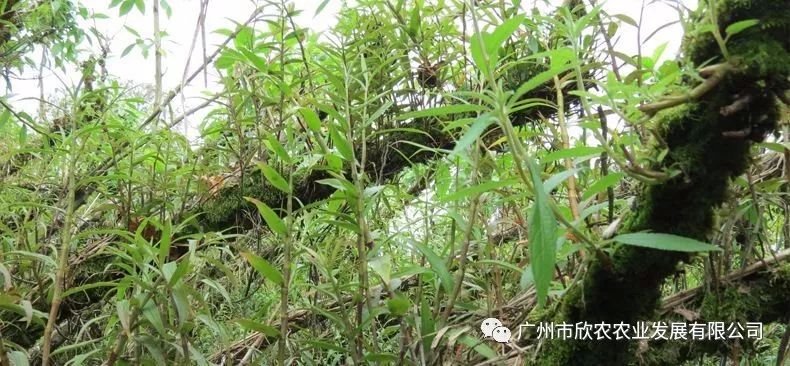 石斛栽培技术视频播放_视频种植石斛技术视频教程_石斛种植技术视频