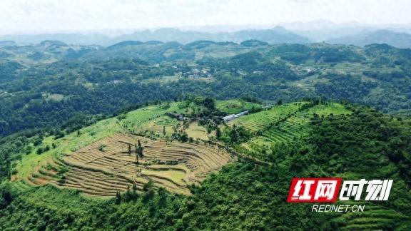 吉首市马颈坳镇着落村：红高粱致富新路子