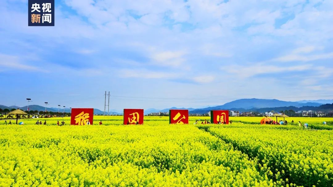 根达菜籽怎么种_根达菜籽种植技术_种植根达菜籽技术视频教程