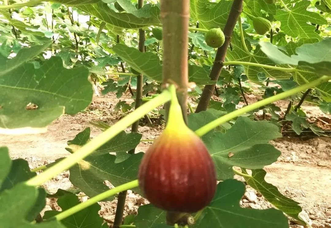 广西致富能人_广西致富种植项目_致富经广西百香果