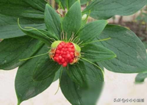 种植致富素材_致富种植什么比较赚大钱_致富素材种植图片