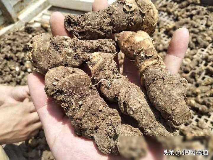 致富种植什么比较赚大钱_致富素材种植图片_种植致富素材